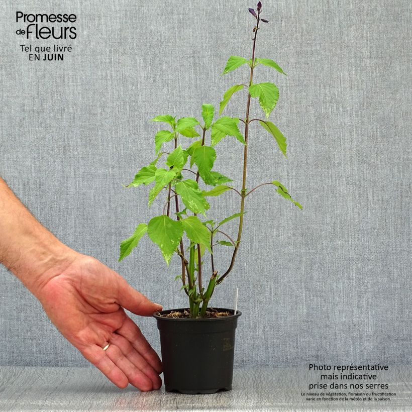 Exemplar von Salvia guaranitica Amistad violet - Guarani-Salbei Kleine Töpfe von 8/9 cm wie im Sommer geliefert