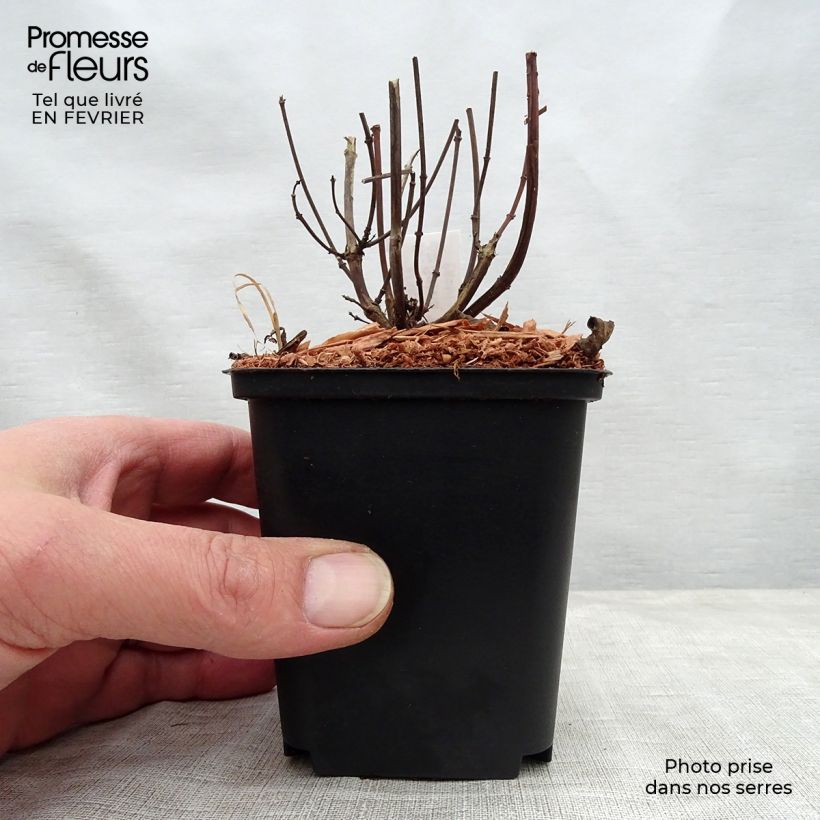 Exemplar von Salvia hybrida Ember's Wish - Salbei Kleine Töpfe von 8/9 cm wie im Winter geliefert