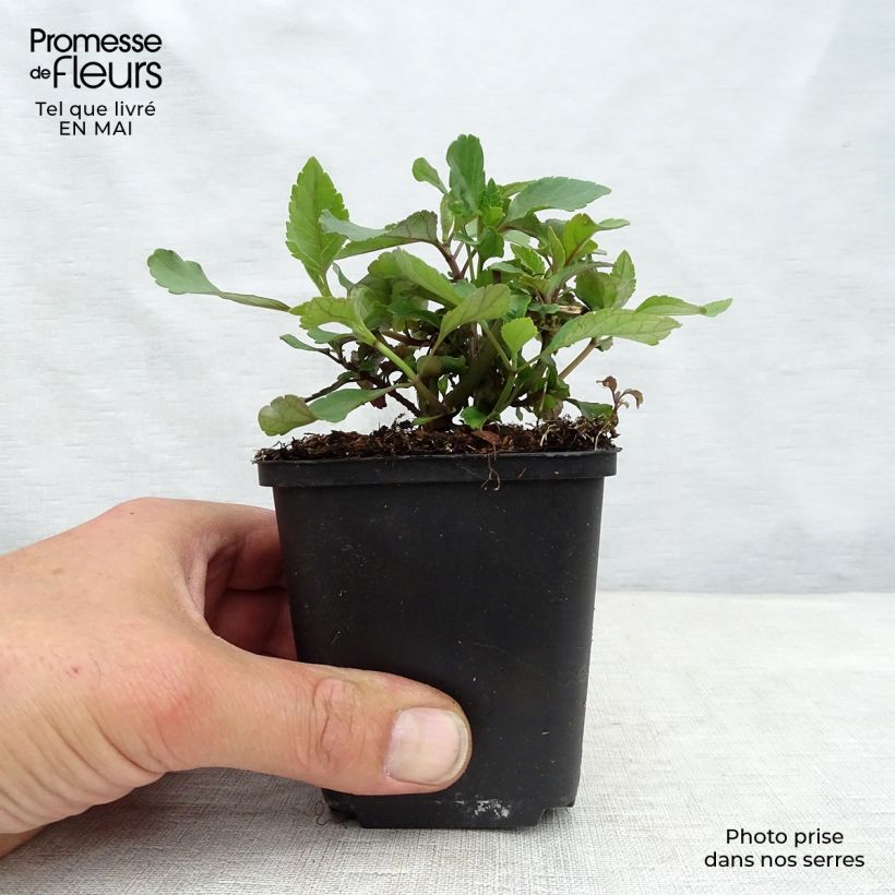 Exemplar von Salvia hybrida Ember's Wish - Salbei Kleine Töpfe von 8/9 cm wie im Frühjahr geliefert