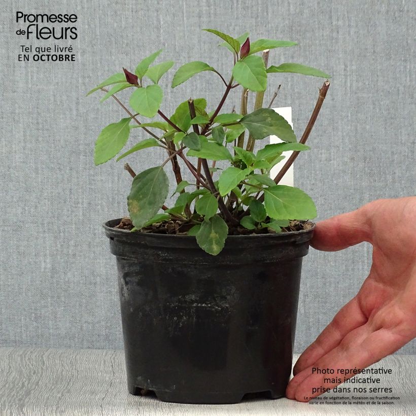Example of Salvia buchananii Love and Wishes - Salbei Topf mit 2L/3L as you get in automne