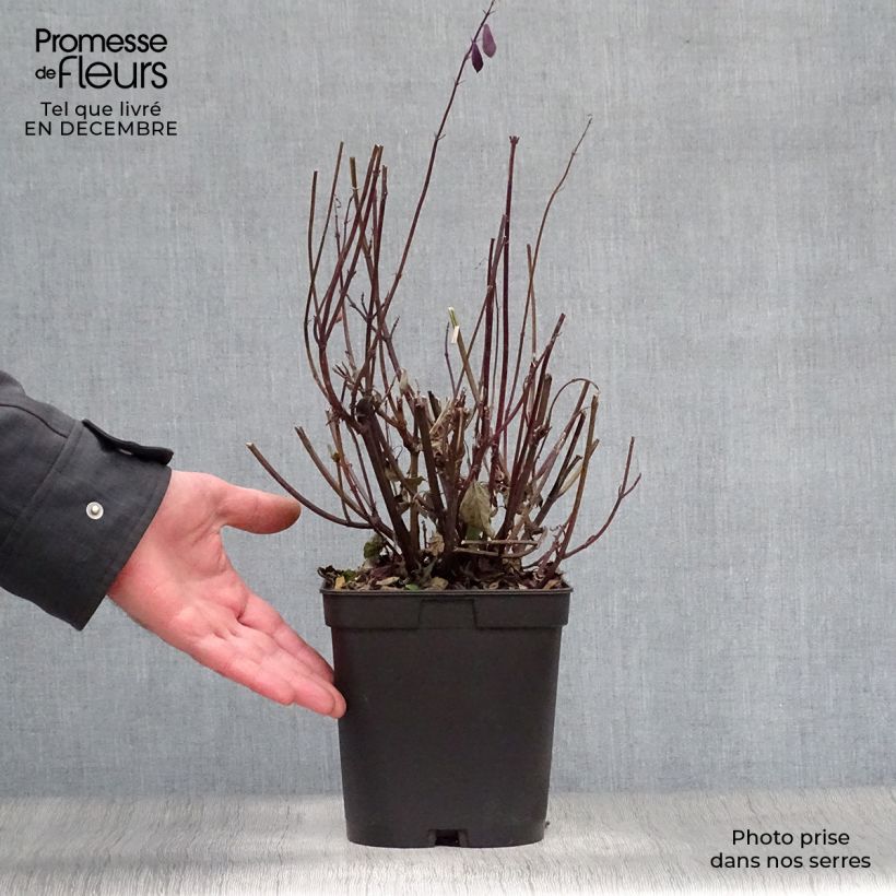 Exemplar von Salvia buchananii Love and Wishes - Salbei Topf mit 2L/3L wie im Winter geliefert