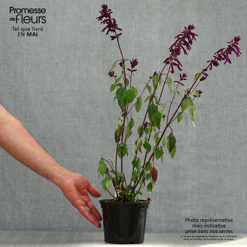 Exemplar von Salvia buchananii Love and Wishes - Salbei Topf mit 2L/3L wie im Frühjahr geliefert