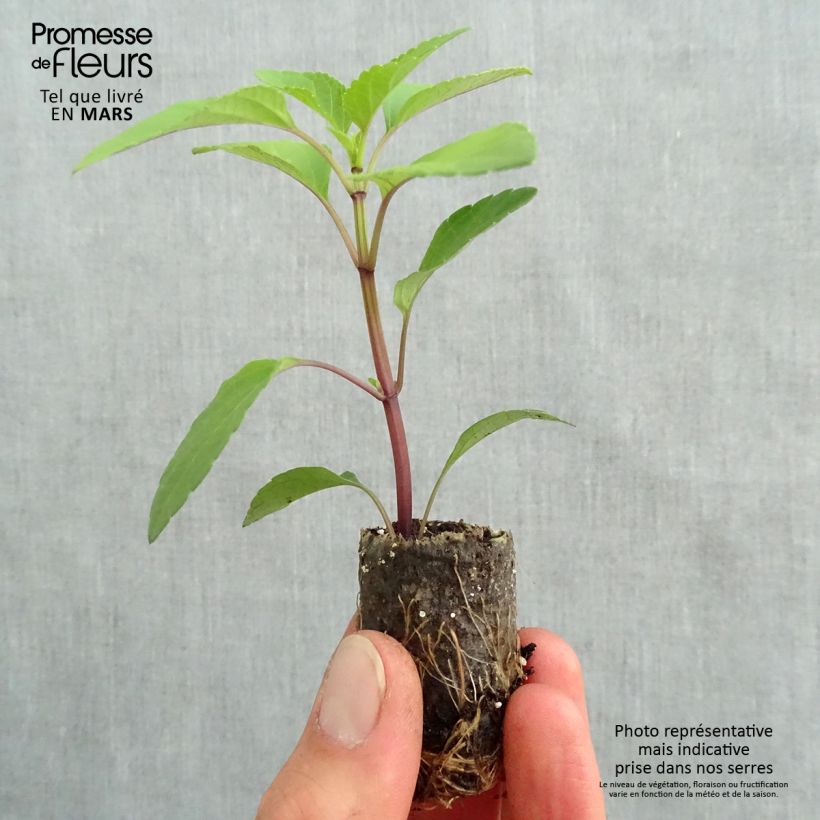 Example of Salvia buchananii Love and Wishes - Salbei Mini-Plug Ø 3/4 cm as you get in printemps