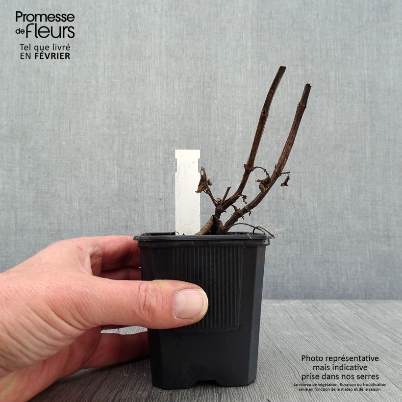 Exemplar von Salvia Wendy's Wish - Ziersalbei Kleine Töpfe von 8/9 cm wie im Winter geliefert