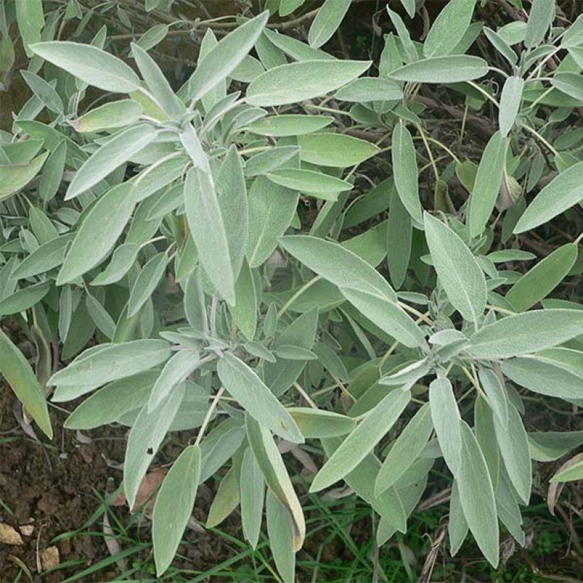 Salvia officinalis - Echter Salbei (Laub)