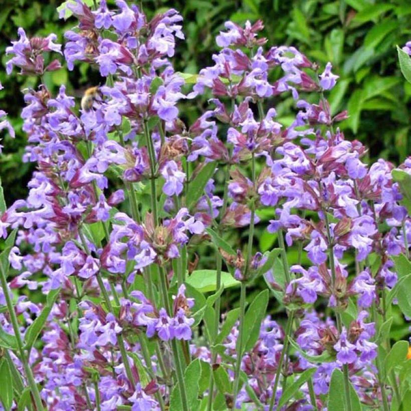 Salvia officinalis - Echter Salbei (Blüte)