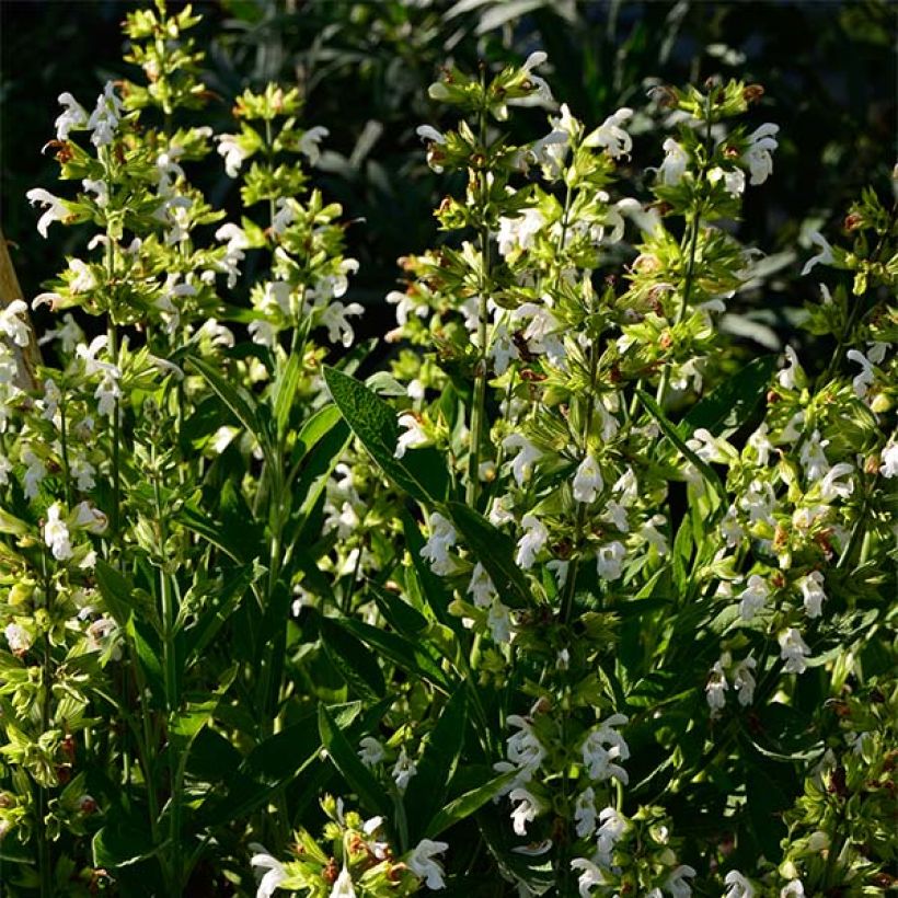 Echter Salbei Albiflora - Salvia officinalis (Plant habit)