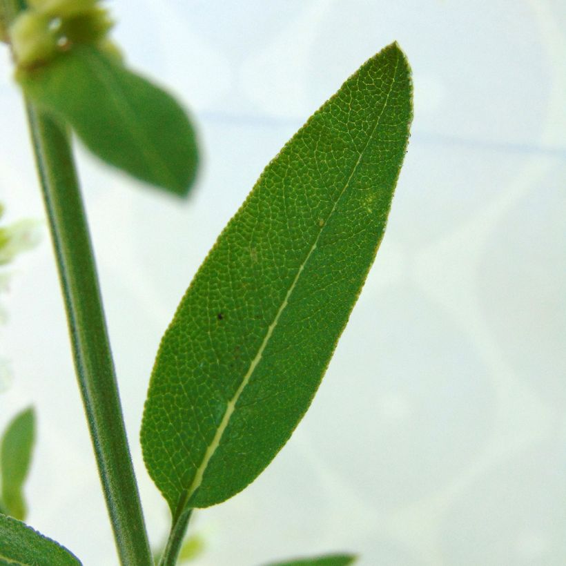 Echter Salbei Albiflora - Salvia officinalis (Foliage)