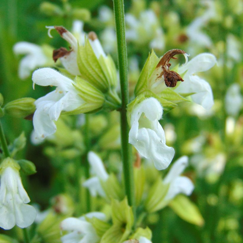 Echter Salbei Albiflora - Salvia officinalis (Flowering)