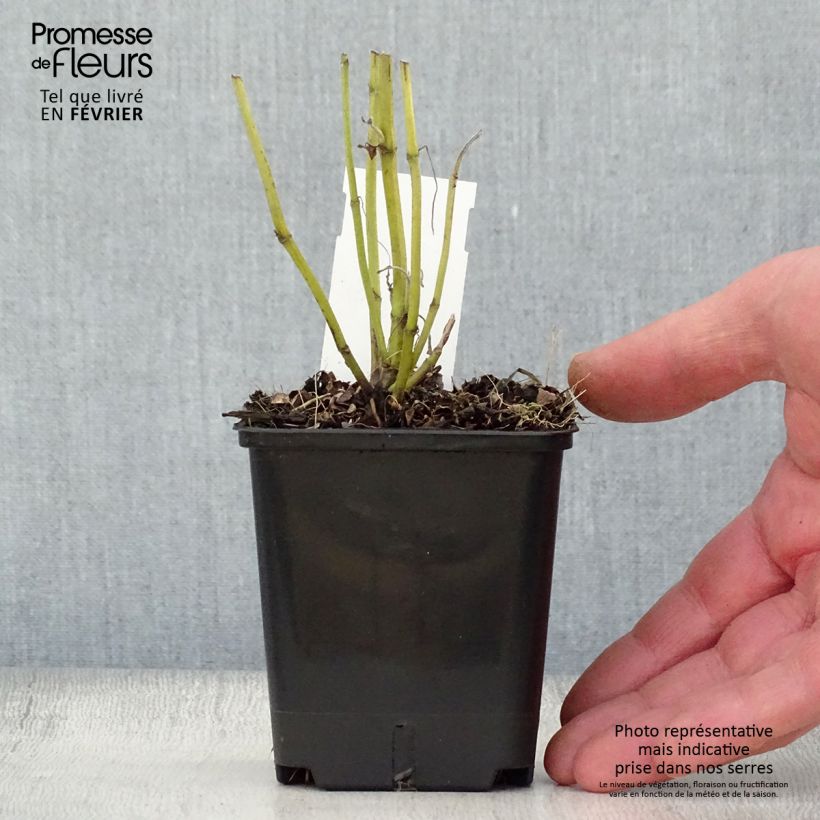 Exemplar von Echter Salbei Albiflora - Salvia officinalis Kleine Töpfe von 8/9 cm wie im Winter geliefert