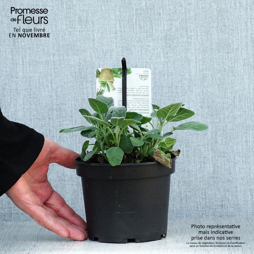 Example of Echter Salbei Berggarten - Salvia officinalis Topf mit 1,5L/2L as you get in automne