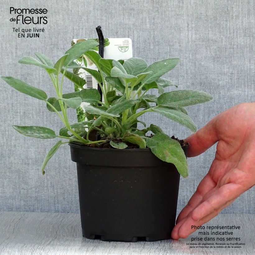 Exemplar von Echter Salbei Berggarten - Salvia officinalis Topf mit 1,5L/2L wie im Sommer geliefert
