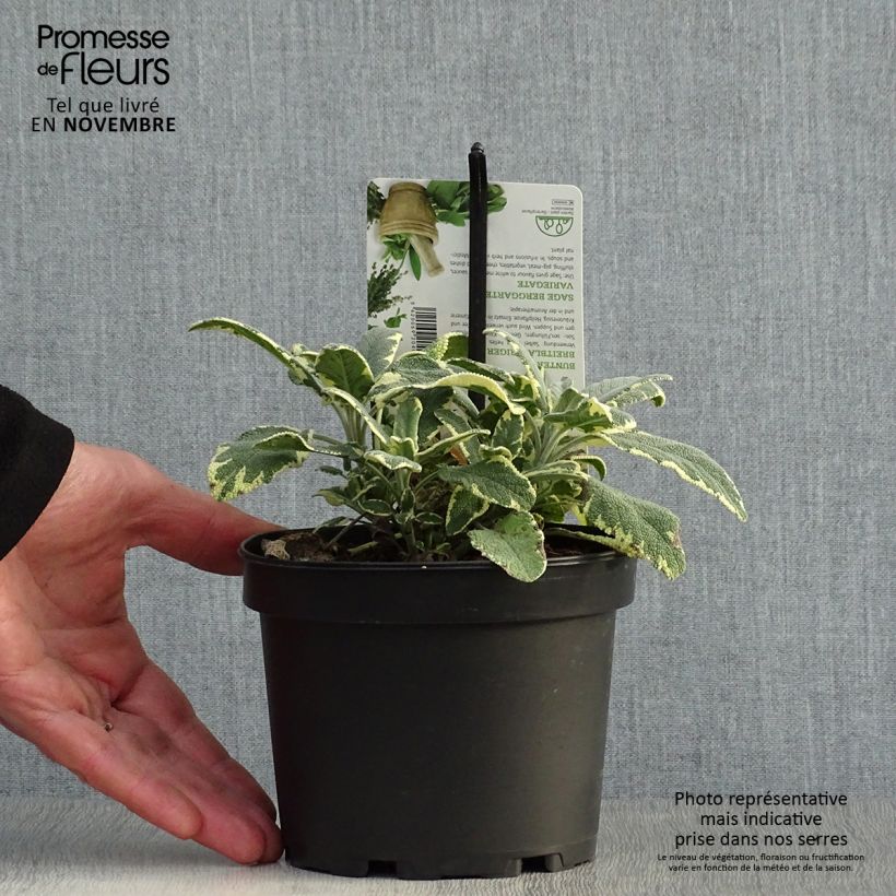Exemplar von Echter Salbei Berggarten Variegated - Salvia officinalis Topf mit 1,5L/2L wie im Herbst geliefert