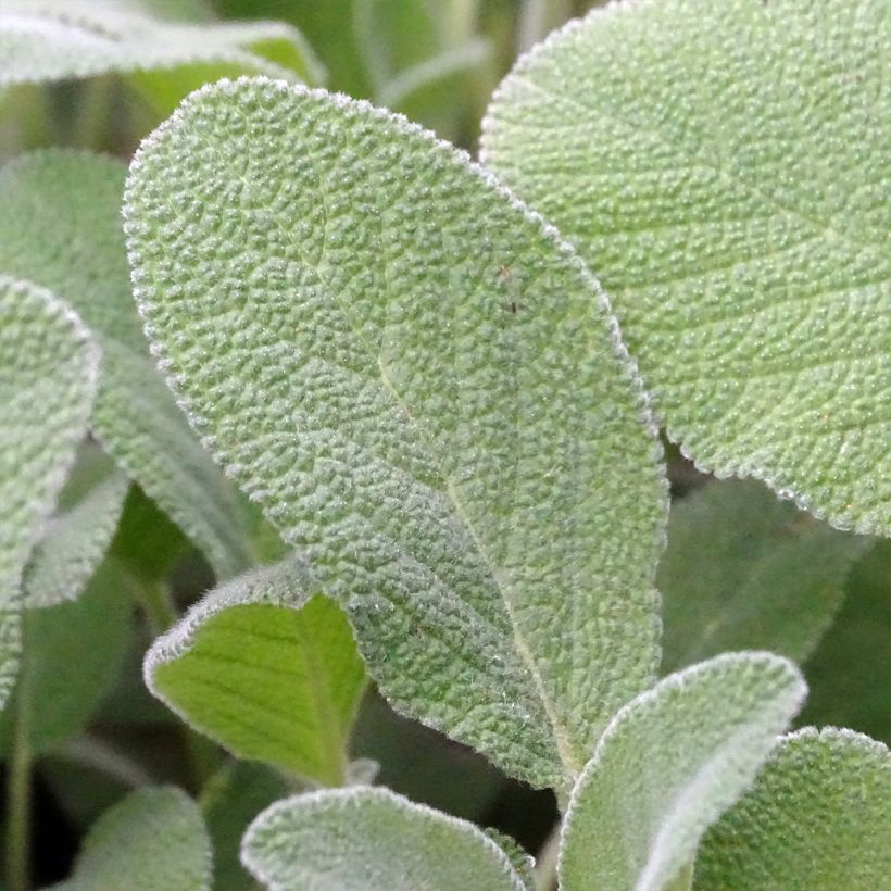 Echter Salbei Berggarten - Salvia officinalis (Foliage)