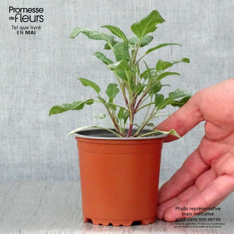 Example of Echter Salbei Grower's Friend - Salvia officinalis Kleine Töpfe von 8/9 cm as you get in printemps