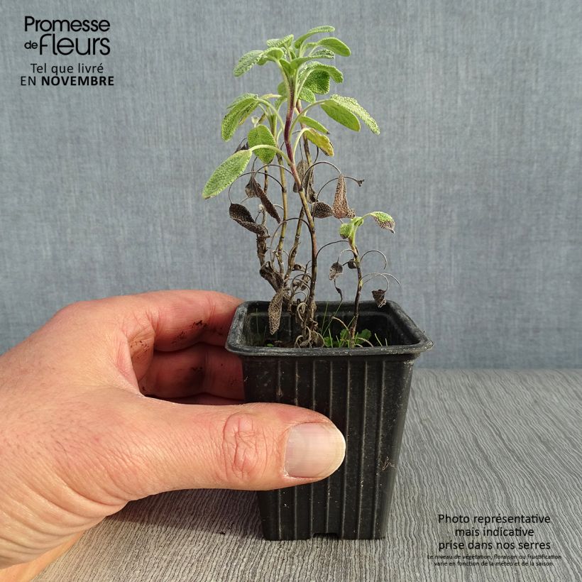 Example of Echter Salbei Aurea - Salvia officinalis Kleine Töpfe von 7/8 cm as you get in automne