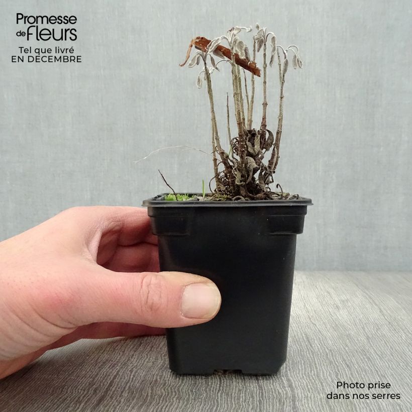 Exemplar von Echter Salbei Aurea - Salvia officinalis Kleine Töpfe von 7/8 cm wie im Winter geliefert