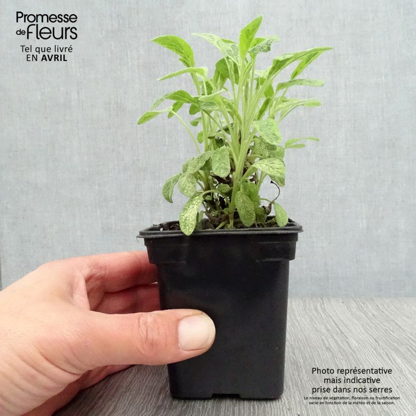 Exemplar von Echter Salbei Aurea - Salvia officinalis Kleine Töpfe von 7/8 cm wie im Frühjahr geliefert