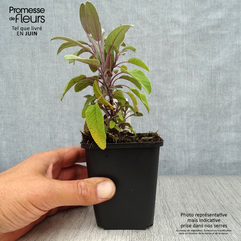Exemplar von Echter Salbei Purpurascens - Salvia officinalis Kleine Töpfe von 7/8 cm wie im Sommer geliefert