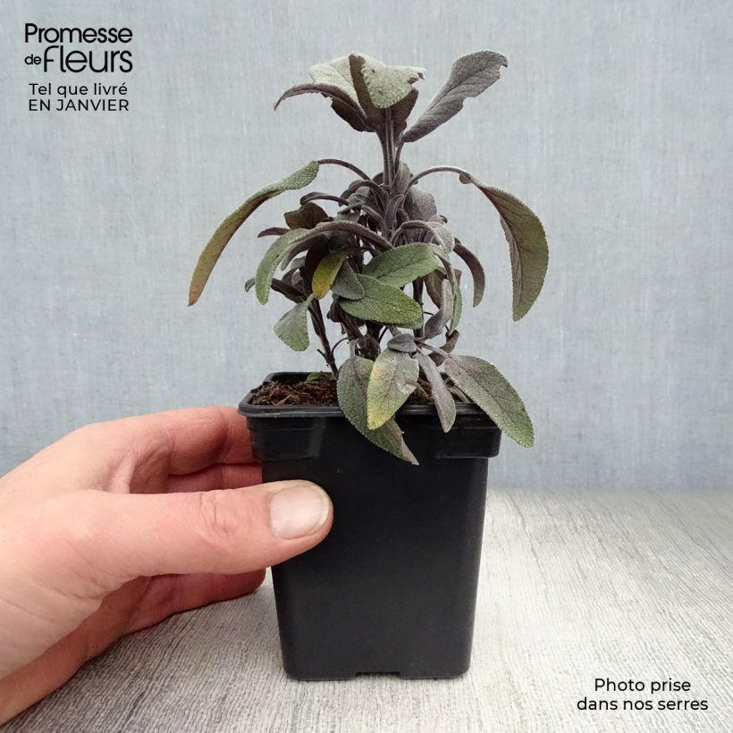 Exemplar von Echter Salbei Purpurascens - Salvia officinalis Kleine Töpfe von 7/8 cm wie im Winter geliefert