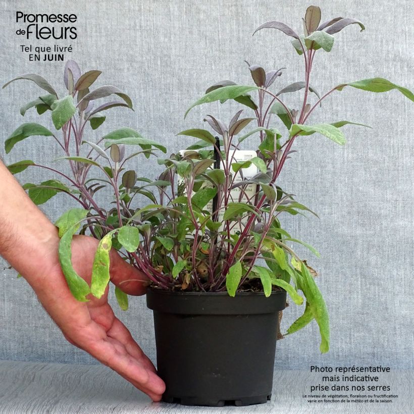 Example of Echter Salbei Purpurascens - Salvia officinalis Topf mit 1,5L/2L as you get in ete