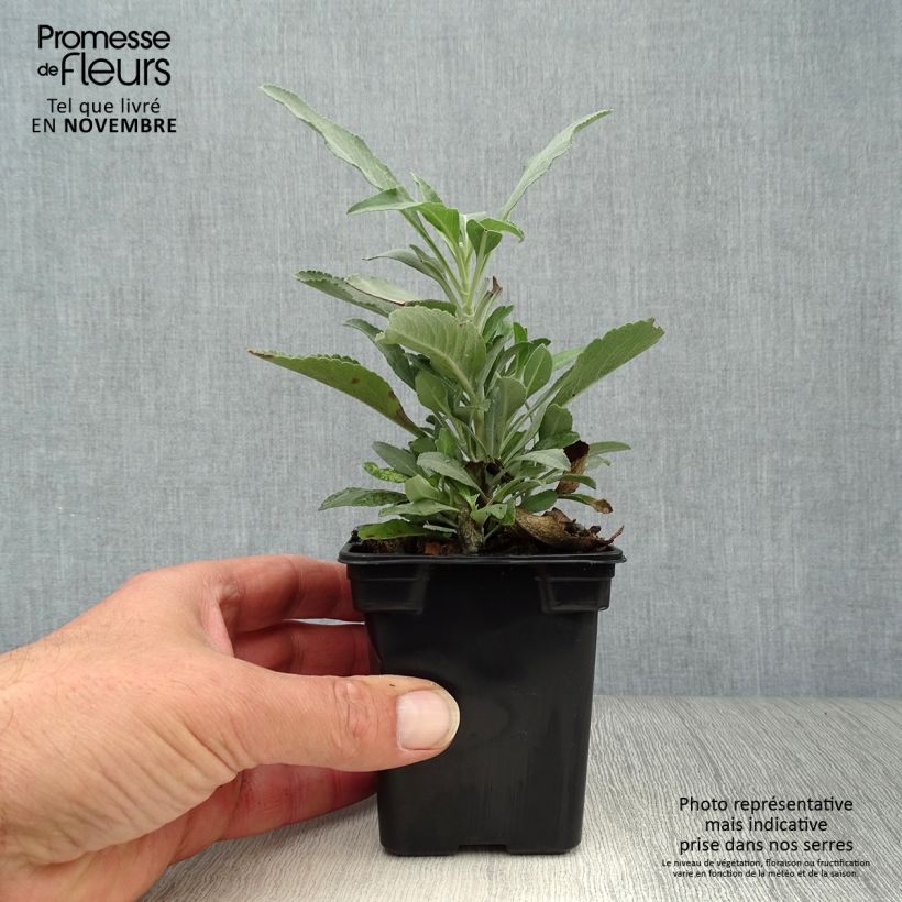 Example of Salvia officinalis - Echter Salbei Kleine Töpfe von 8/9 cm as you get in automne