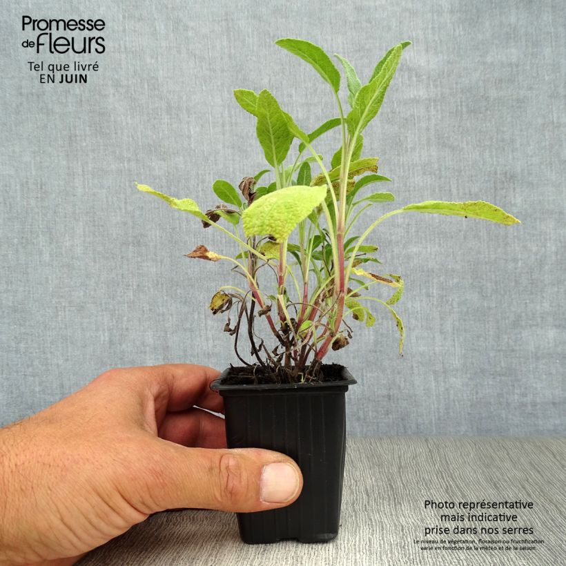 Exemplar von Salvia officinalis - Echter Salbei Kleine Töpfe von 8/9 cm wie im Sommer geliefert