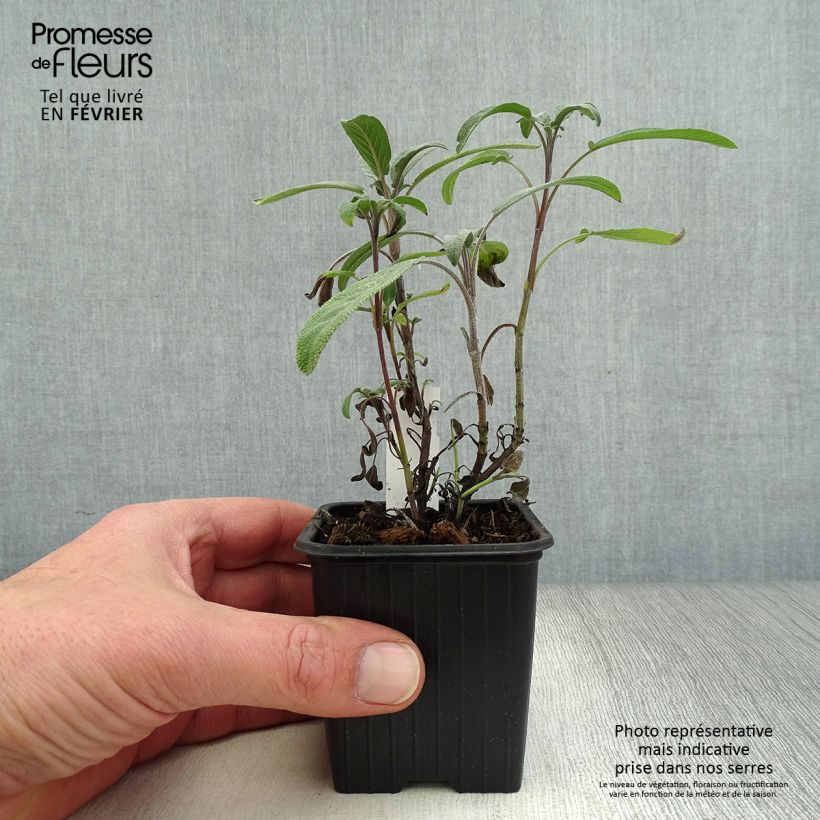 Exemplar von Salvia officinalis - Echter Salbei Kleine Töpfe von 8/9 cm wie im Winter geliefert