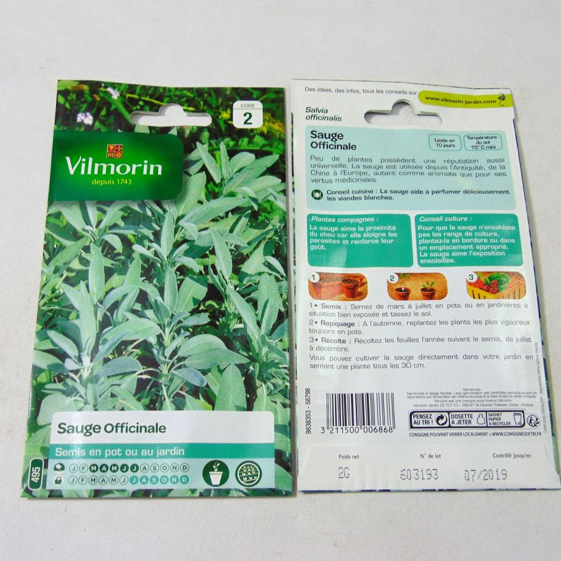 Example of Echter Salbei - Vilmorin - Salvia officinalis per pack of 500 seeds (2g) as you get