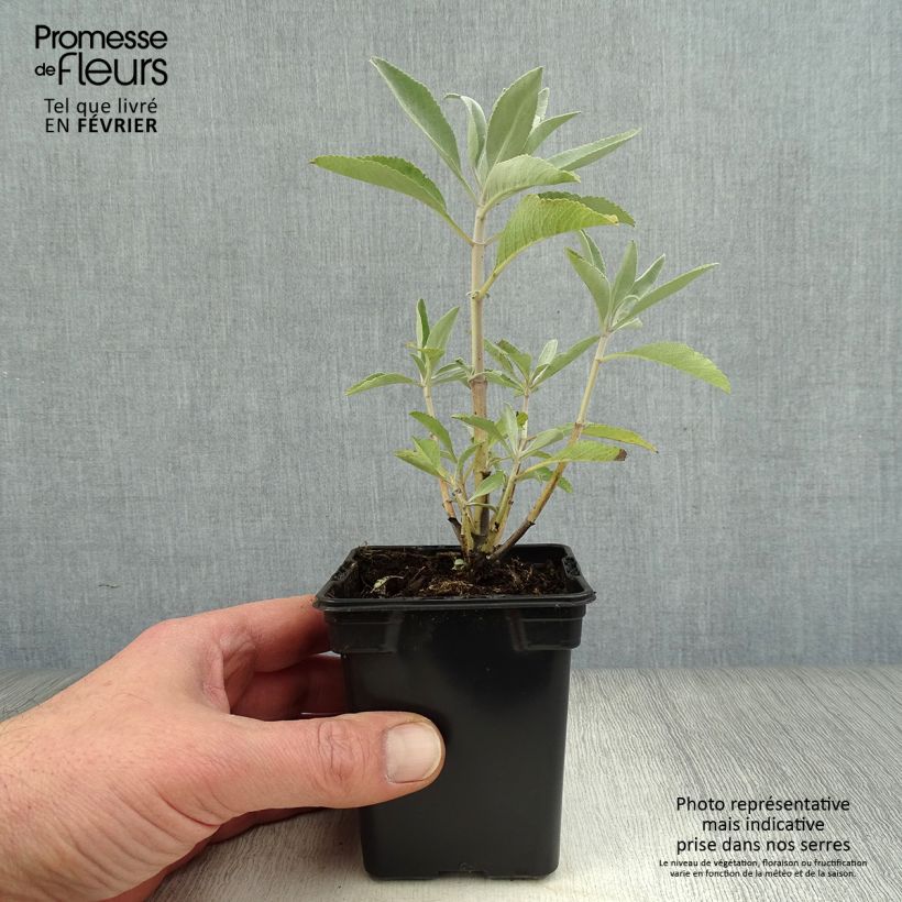 Exemplar von Weiße Salbei - Salvia apiana Kleine Töpfe von 7/8 cm wie im Winter geliefert