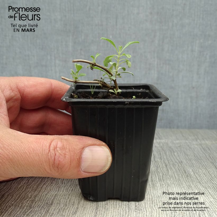 Exemplar von Weiße Salbei - Salvia apiana Kleine Töpfe von 7/8 cm wie im Frühjahr geliefert