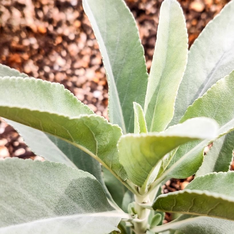 Weiße Salbei - Salvia apiana (Foliage)