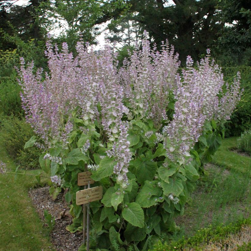 Muskat-Salbei - Salvia sclarea (Plant habit)