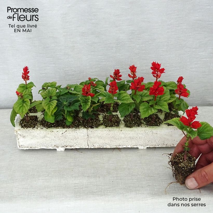 Example of Feuer-Salbei Carambita - Salvia Jardi-Plug: Wurzelballen 3,8 cm x 3,2 cm in Anzuchtplatte à 15 Stück. as you get in printemps