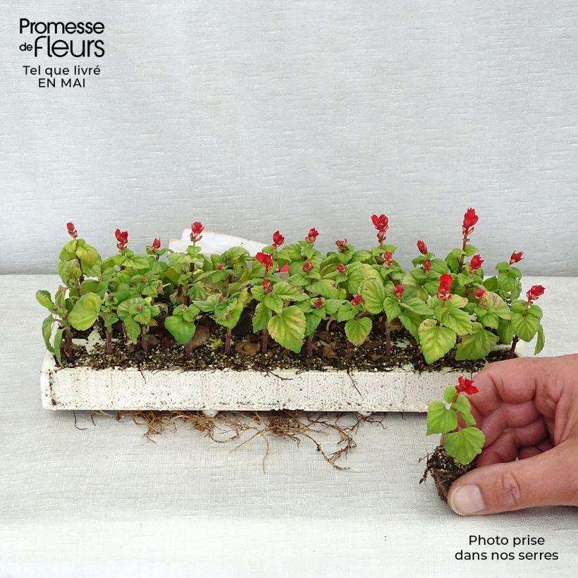 Example of Feuer-Salbei Carambita - Salvia Mini-Plug: Plug 2,2 cm x 2 cm in Anzuchtplatte à 35 Stück as you get in printemps