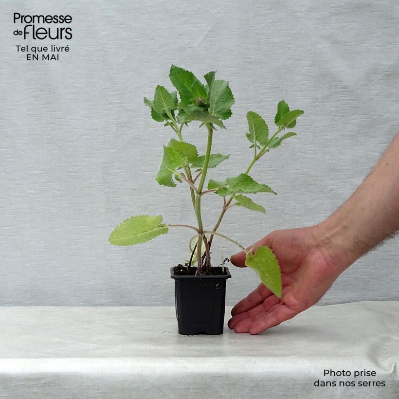 Exemplar von Salvia verticillata Endless Love - Quirlblättriger Salbei Kleine Töpfe von 8/9 cm wie im Frühjahr geliefert