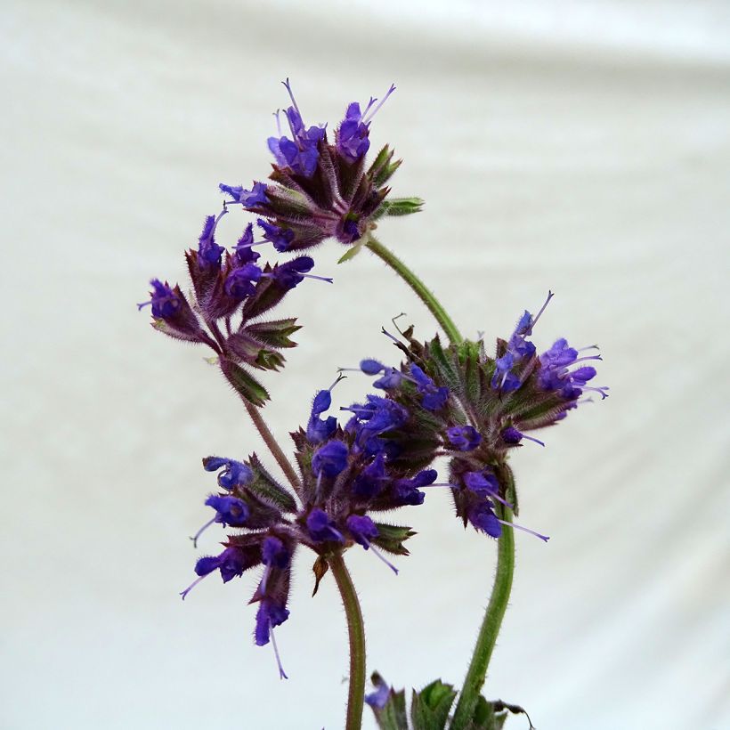 Salvia verticillata Purple Rain - Quirlblättriger Salbei (Flowering)