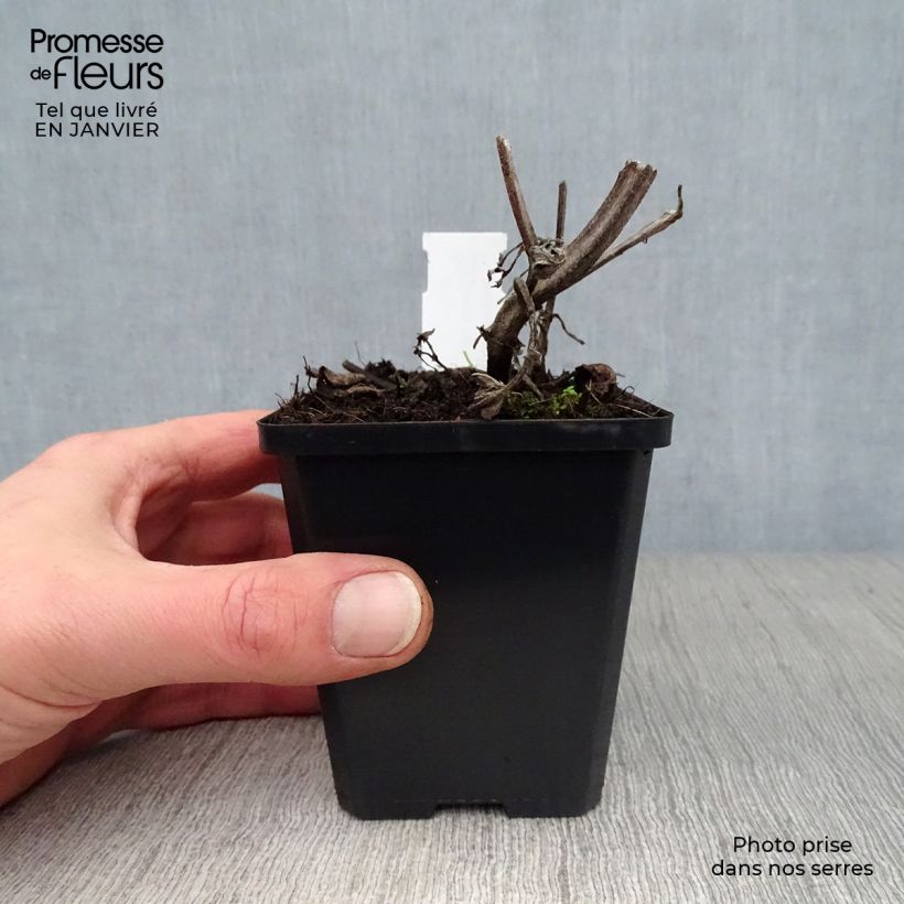 Exemplar von Salvia verticillata Purple Rain - Quirlblättriger Salbei Kleine Töpfe von 8/9 cm wie im Winter geliefert