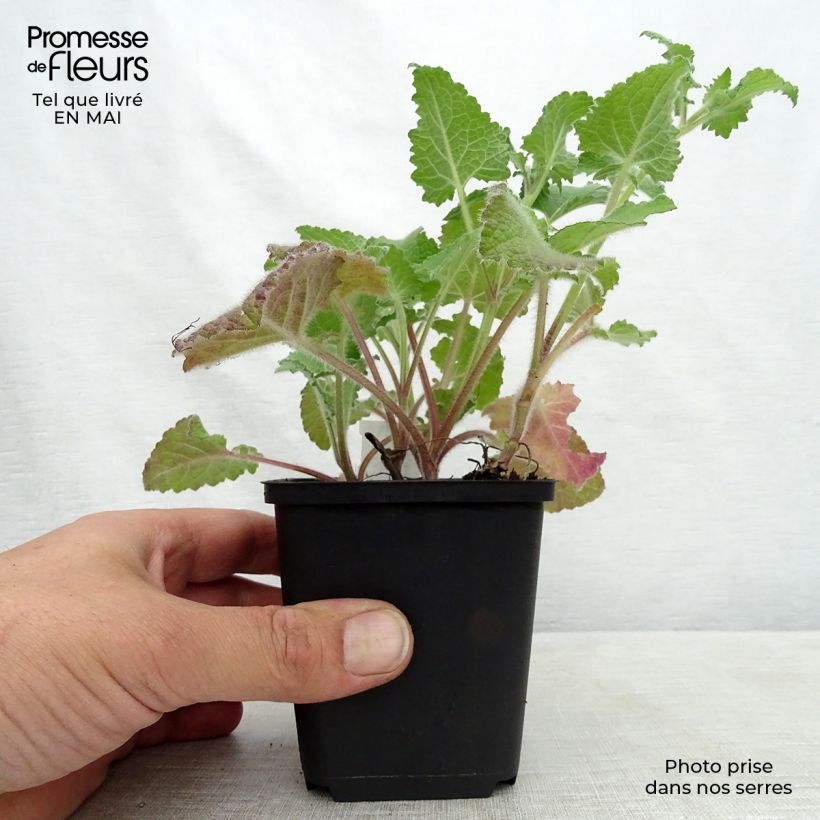 Exemplar von Salvia verticillata Purple Rain - Quirlblättriger Salbei Kleine Töpfe von 8/9 cm wie im Frühjahr geliefert