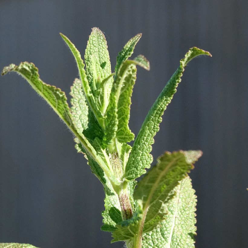 Salvia nemorosa Caradonna - Steppen-Salbei (Laub)
