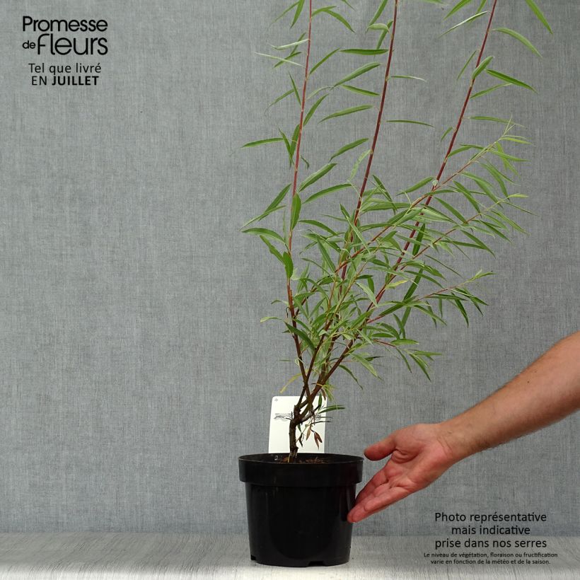 Exemplar von Spitzblättrige Weide Blue Streak - Salix acutifolia Topf mit 3L/4L wie im Sommer geliefert