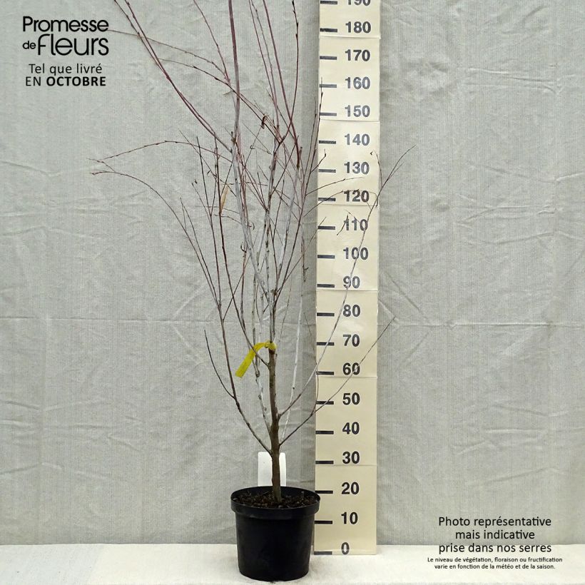 Example of Spitzblättrige Weide Blue Streak - Salix acutifolia Topf mit 7,5L/10L as you get in automne