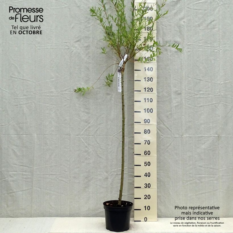 Example of Harlekinweide Hakuro Nishiki - Salix integra Topf mit 7,5L/10L as you get in automne
