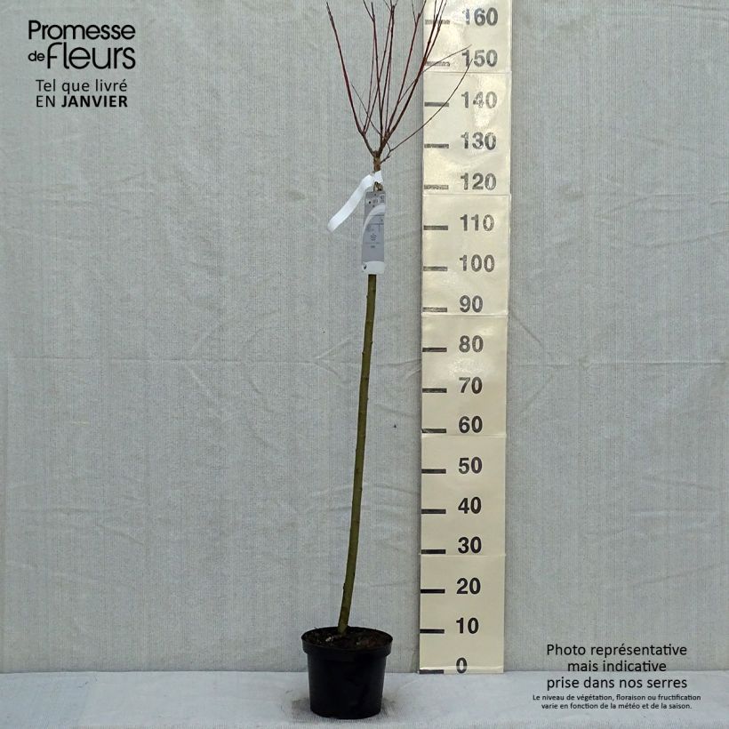 Exemplar von Harlekinweide Hakuro Nishiki - Salix integra Topf mit 4L/5L wie im Winter geliefert