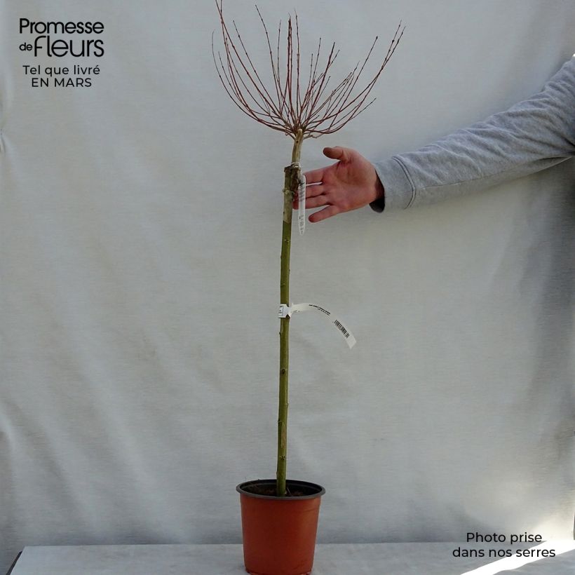 Exemplar von Harlekinweide Hakuro Nishiki - Salix integra Topf mit 2L/3L, Stamm wie im Frühjahr geliefert