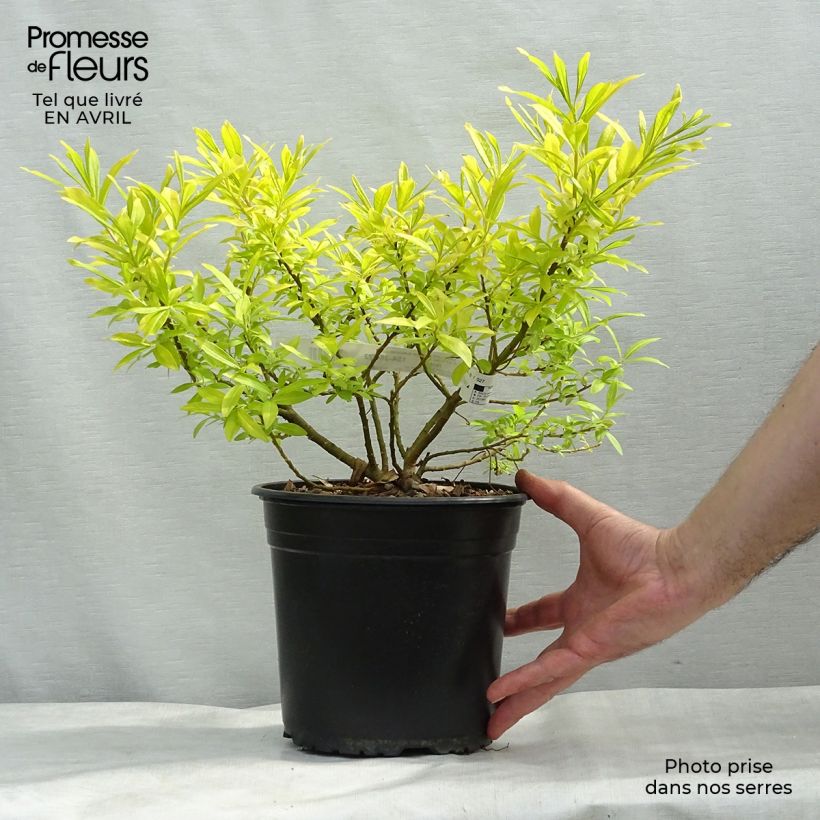 Exemplar von Drachenweide Golden Sunshine - Salix sachalinensis Topf mit 4L/5L wie im Frühjahr geliefert