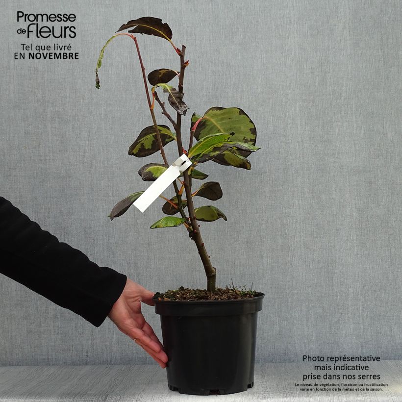 Example of Pracht-Weide - Salix magnifica Topf mit 4L/5L as you get in automne