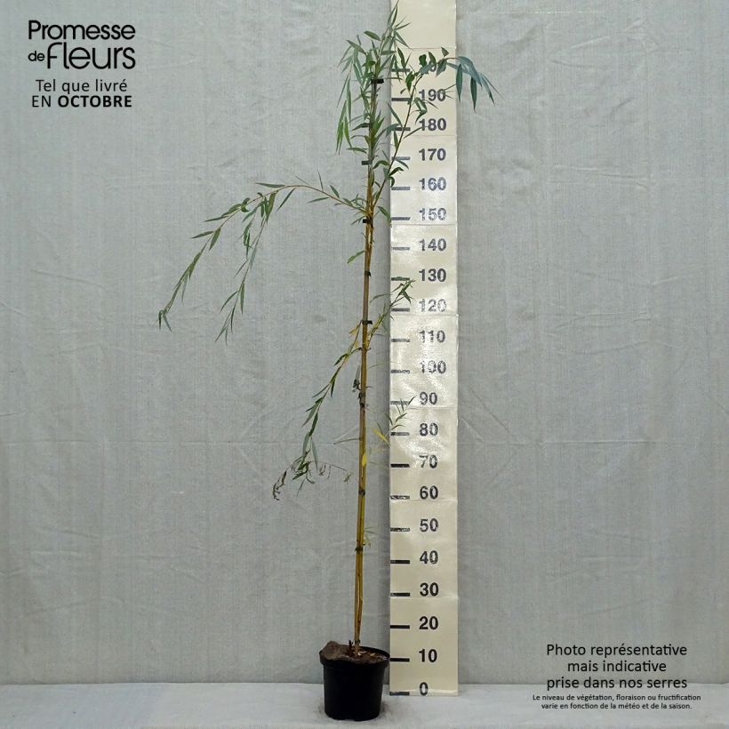 Example of Silber-Weide Tristis - Salix alba Topf mit 4L/5L as you get in automne