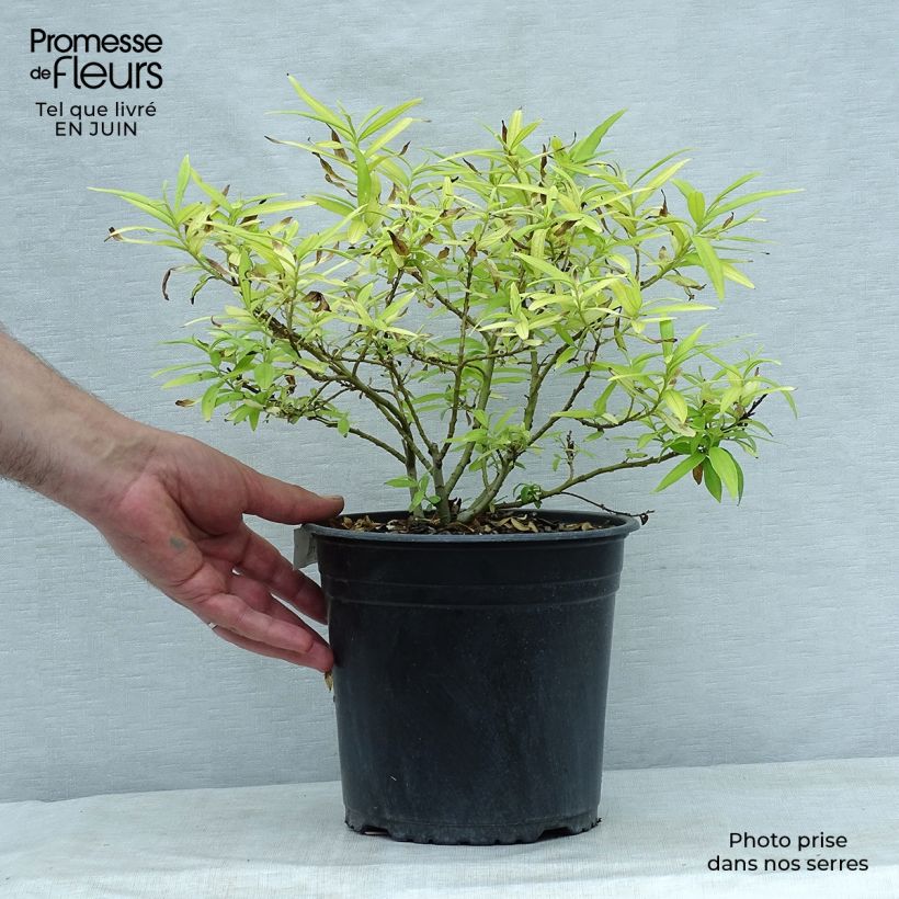 Example of Drachenweide Golden Sunshine - Salix sachalinensis Topf mit 4L/5L as you get in ete