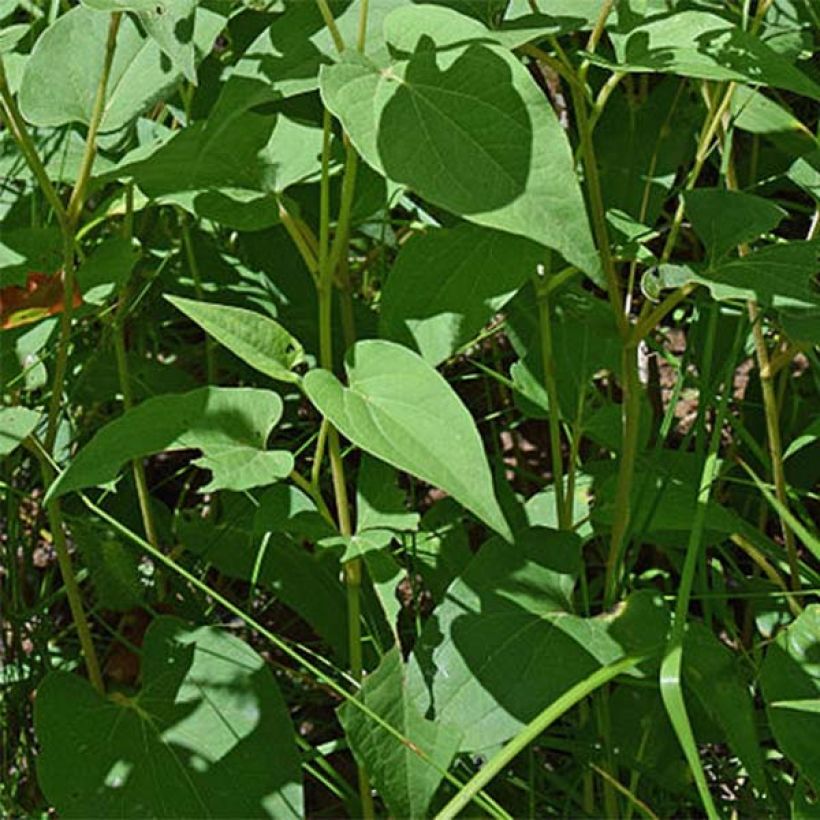 Saururus cernuus - Saururus (Foliage)